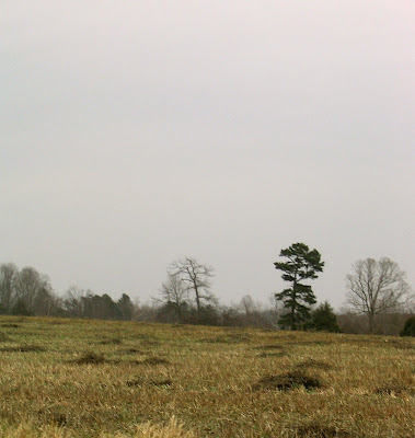 Bean Field