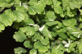 Adiantum raddianum 'Variegata' fronds