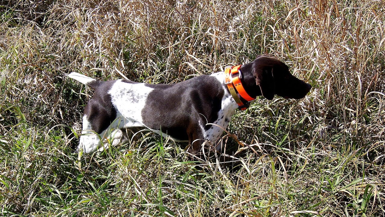 German Shorthaired Pointer Puppies For Sale In California