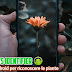 Plants Identifier | app android per riconoscere le piante