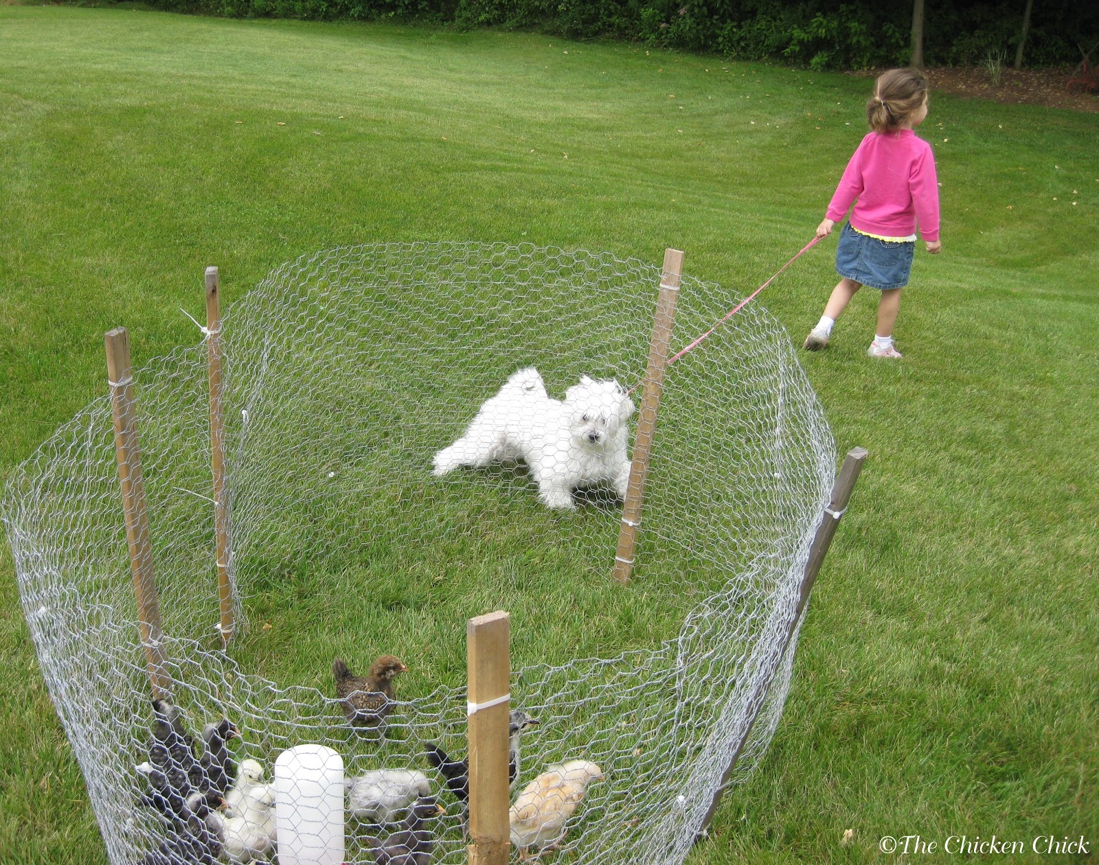 The Chicken Chick®: Coop Security: Hardware Cloth vs Chicken Wire