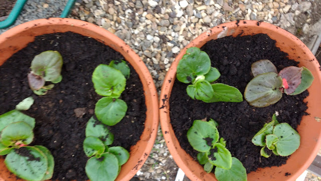 pottering in the greenhouse