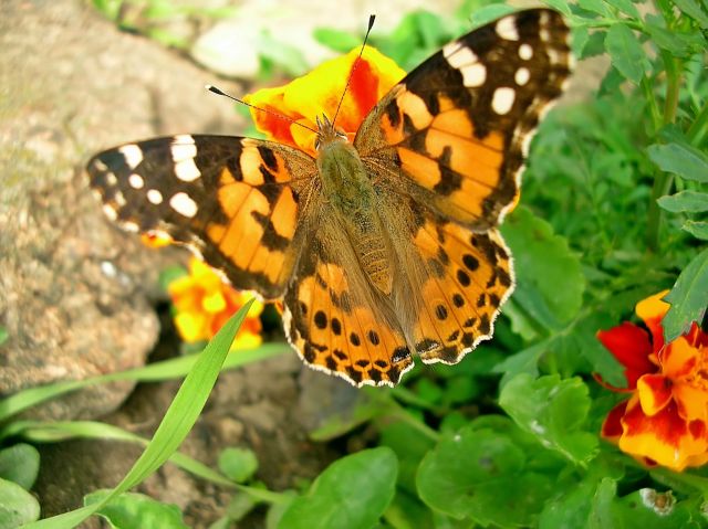 motyl, łąka, kwiaty, fotografia przyrodnicza