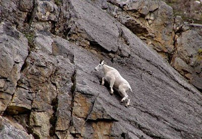 mountain goat foto gallery