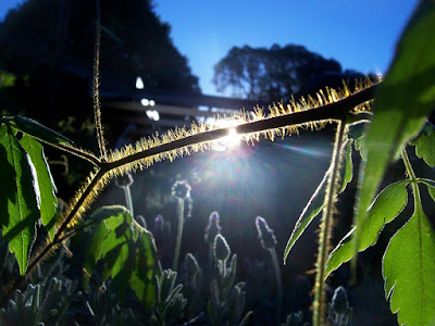 the glory of the morning - sun shining over the stem of a balloon vine plant. Sun rays breaking shining