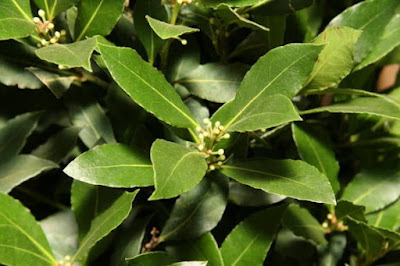 Laurus nobilis