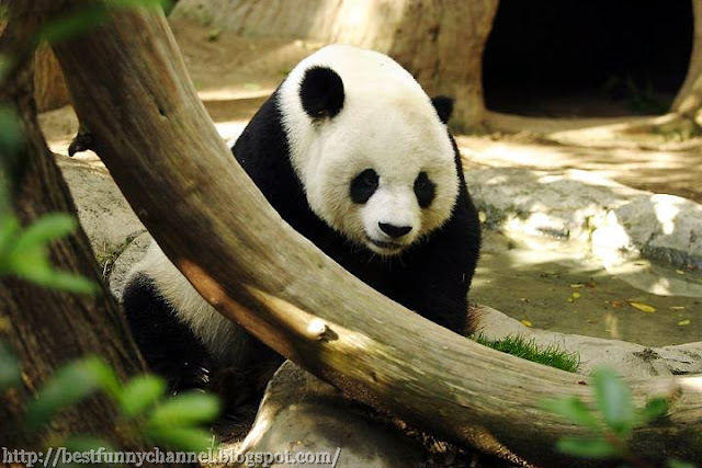 Very nice panda. 