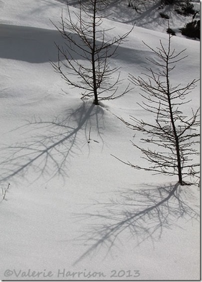 20-tree-shadows