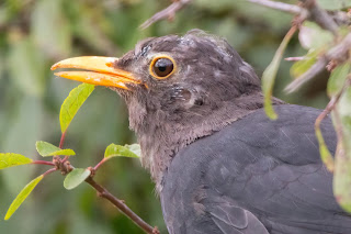 DFBridgeman Blackbird