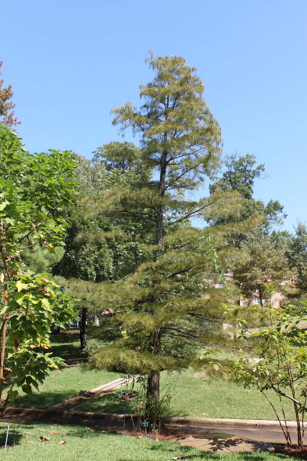 Centenary College Arboretum: Tree of the Week: Pond ...
