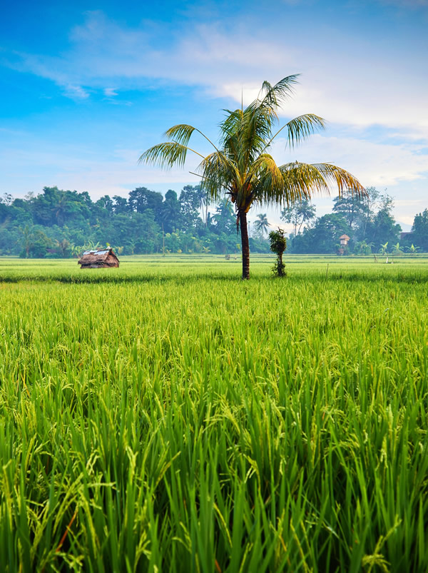Green revolution - paddy field in Indonesia