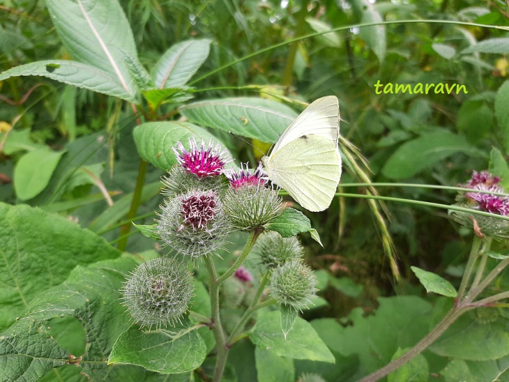 Лопух войлочный (Arctium tomentosum)