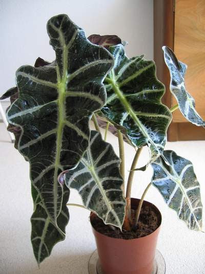 Plantas interior Jardineria ALOCASIA ALOCASIA SANDERIANA 