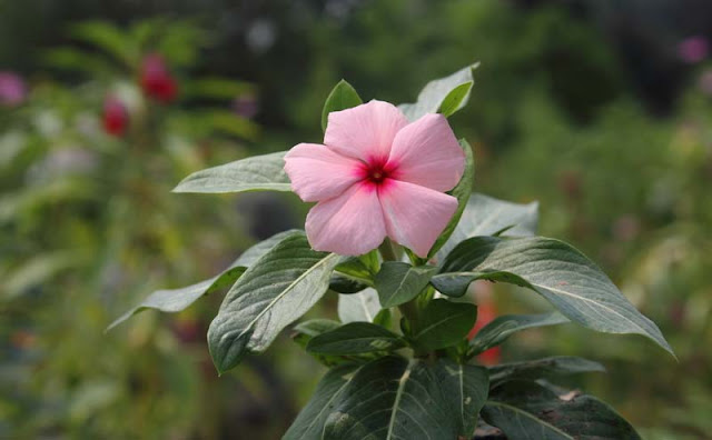 Vinca Flowers Pictures