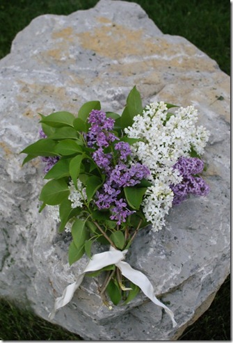 lilacs 4