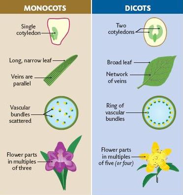 sebutkan ciri-ciri tumbuhan monokotil