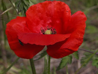 Coquelicot - Papaver rhoeas