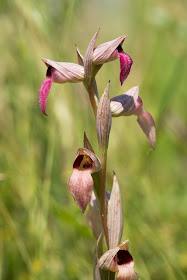 Greater Tongue Orchid - Tiptree, Essex