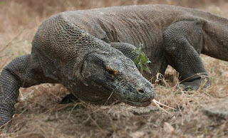 komodo island 5