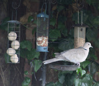 The Essex Birder Collared Dove on a Feeder