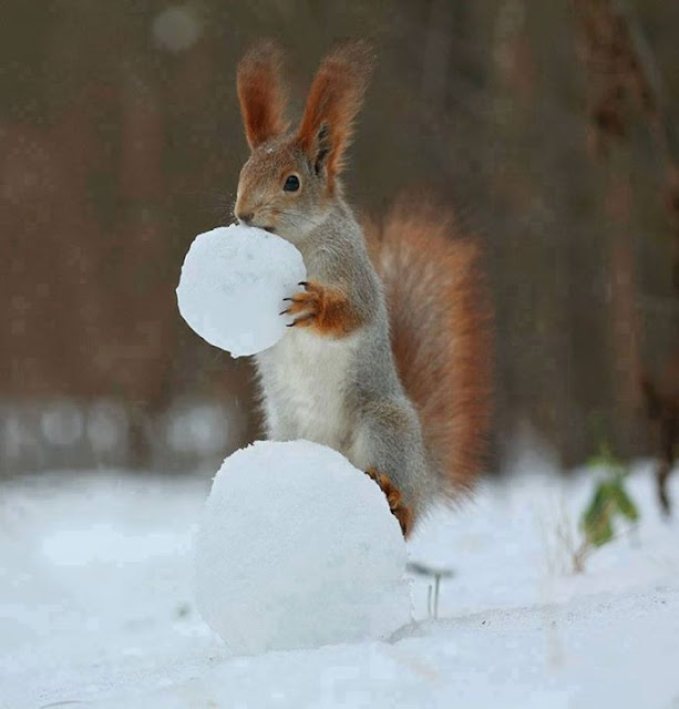 Photography, The moments of squirrel filming  