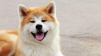 Perro Akita Inu