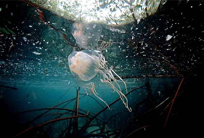 Box Jellyfish