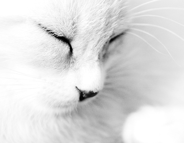 Black And White Animal Photography