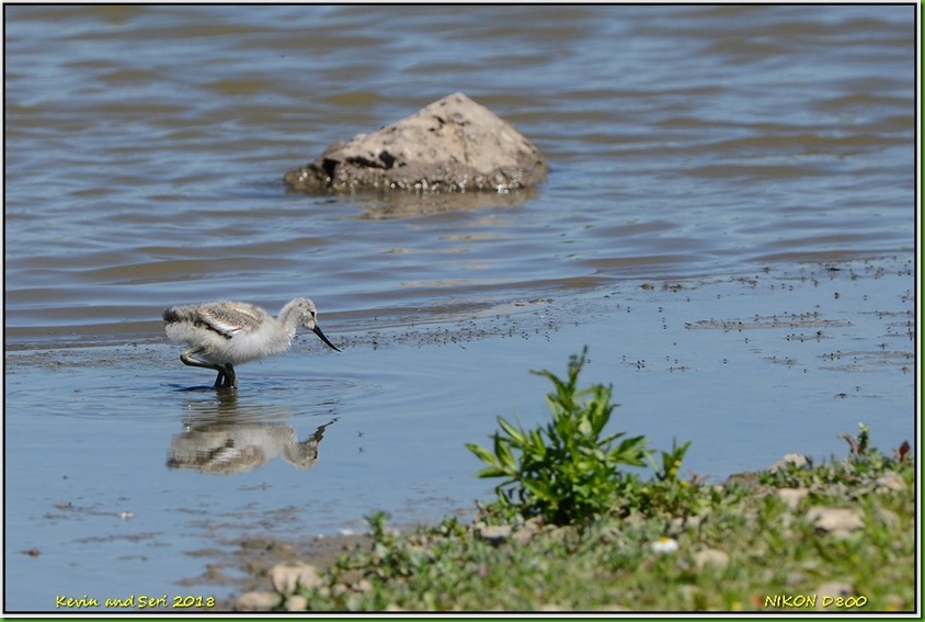 Slimbridge WWT - June