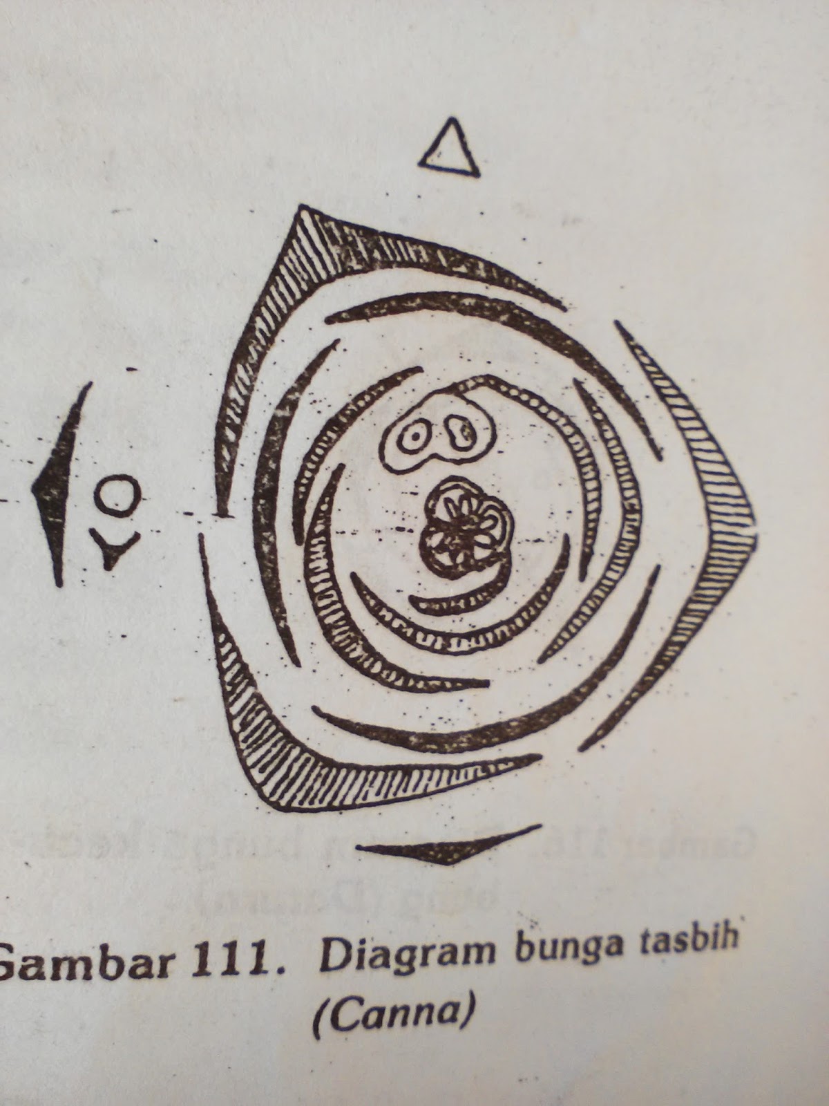 Morfologi Tumbuhan