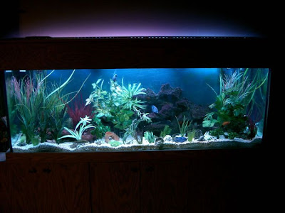 fish aquarium design