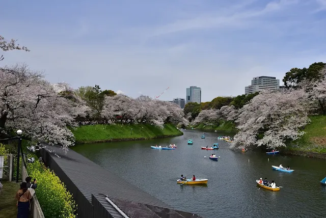 お堀でボートを漕ぎながら両岸に咲き乱れる千鳥ヶ淵の桜を楽しむ人たち