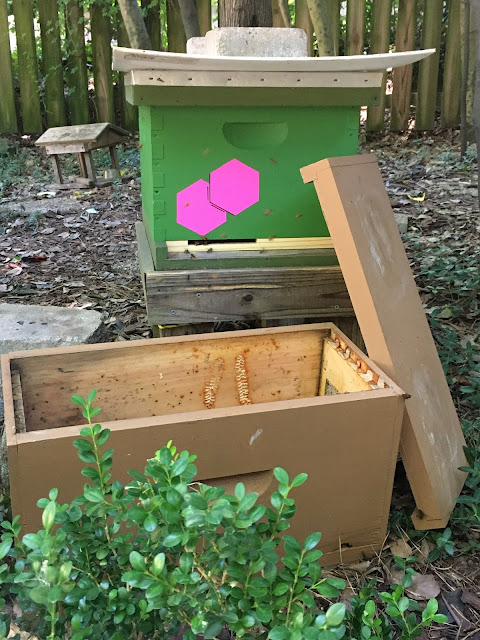 bee, beekeeping, betterbee, nucleus box, screened bottom board, swarm, swarm capture, ventilation, slow shutter, 