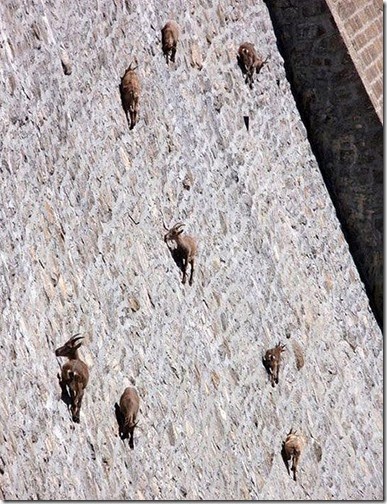 cabras2
