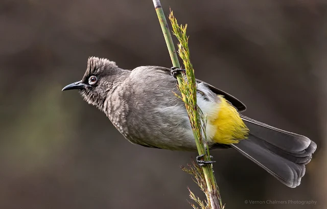 Cape Bulbul at Kirstenbosch with Canon 100-400mm Zoom Lens  Copyright Vernon Chalmers