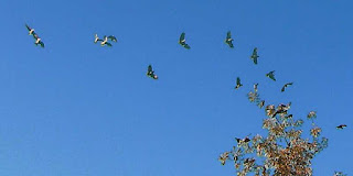 Flock of wild parrots in flight, Pasadena CA