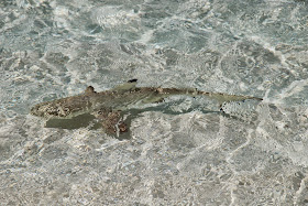 House Reef of Mirihi Maldives Shark