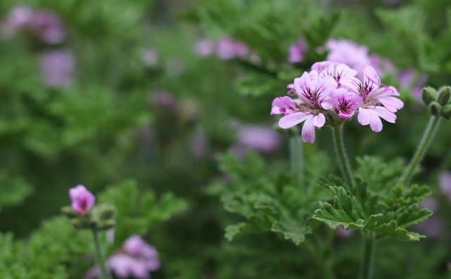 Pelargonium Graveolens Flowers Pictures