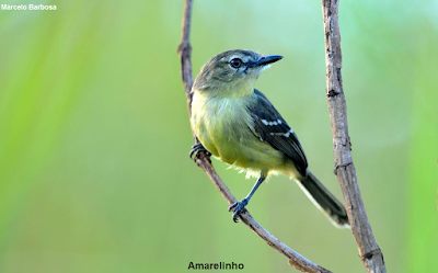 Aves, aves do Brasil, Aves do Tocantins, Palmas, Tocantins, Birds, Birds of Brazil, Pássaros, passaros, passarinhos, fotos de aves, fotografia de aves, fotos, natureza