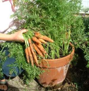 container-garden