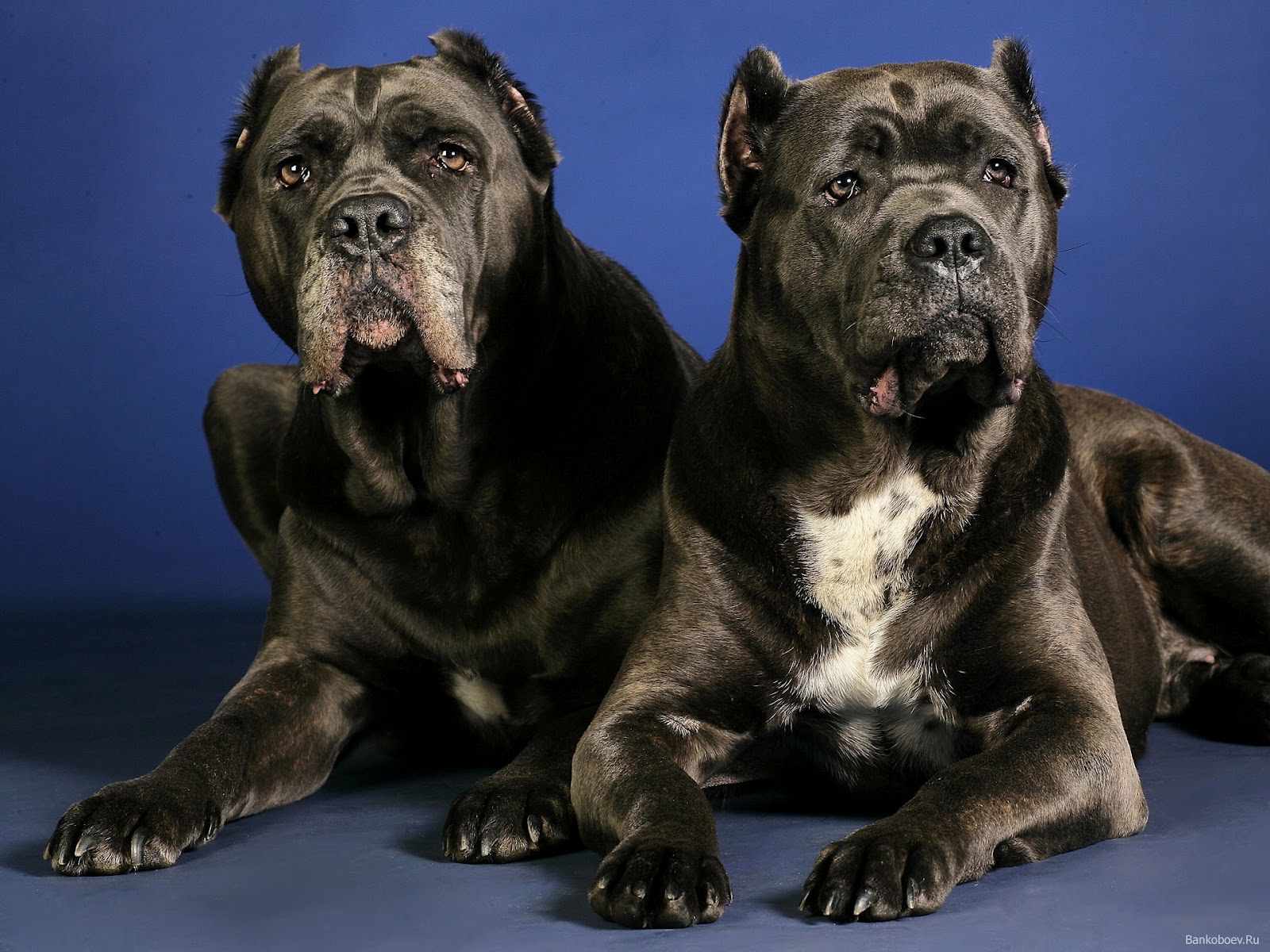 Cane Corso Wallpapers Animals Library