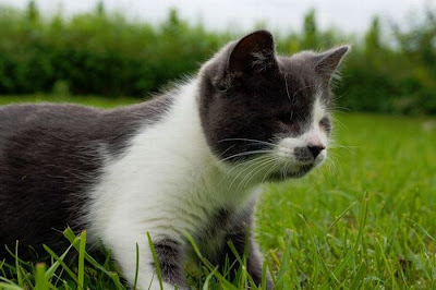 A Blind Kitty Jack