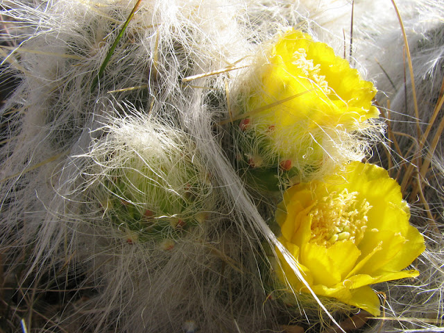 xuong-rong-austrocylindropuntia-floccosa