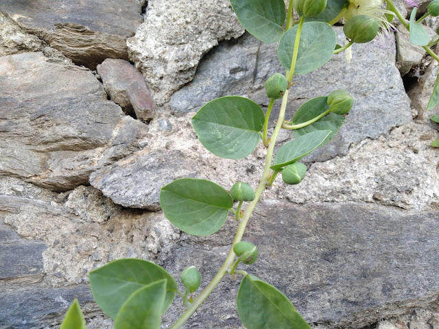 Boccioli di Fiore Capparis spinosa