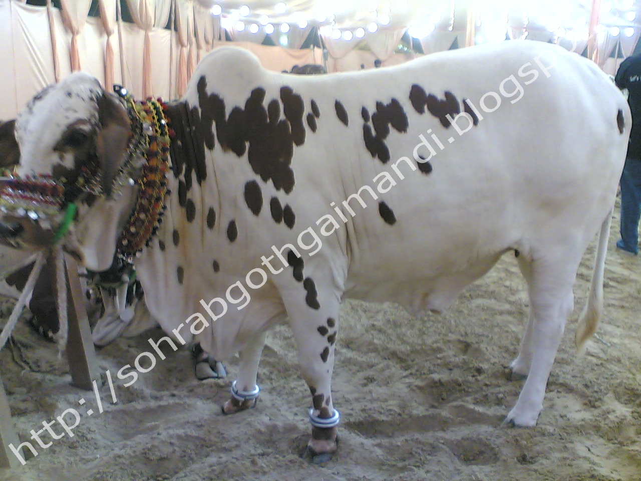 ... Goth Gai Mandi Photos Gallery: Khawaja Gharib Nawaz Cattle Farm 2010