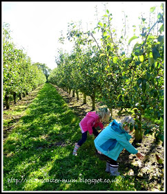 Picking apples - Blackmoor Estate