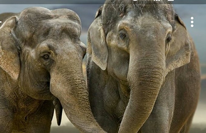 Kisah gajah : "Arti dari Kesetiaan"