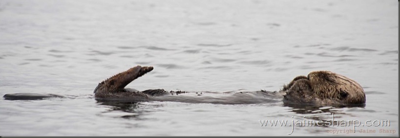 sea otter sleep copy