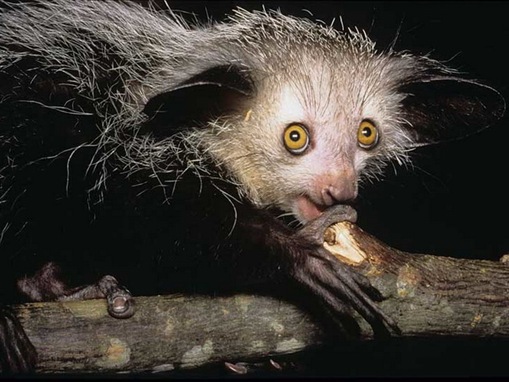 strangest-animals_www.wonders-world.com_002