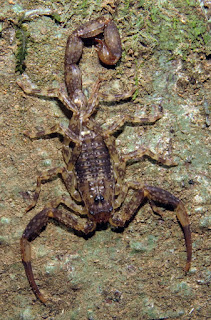 Tityus cf. silvestris